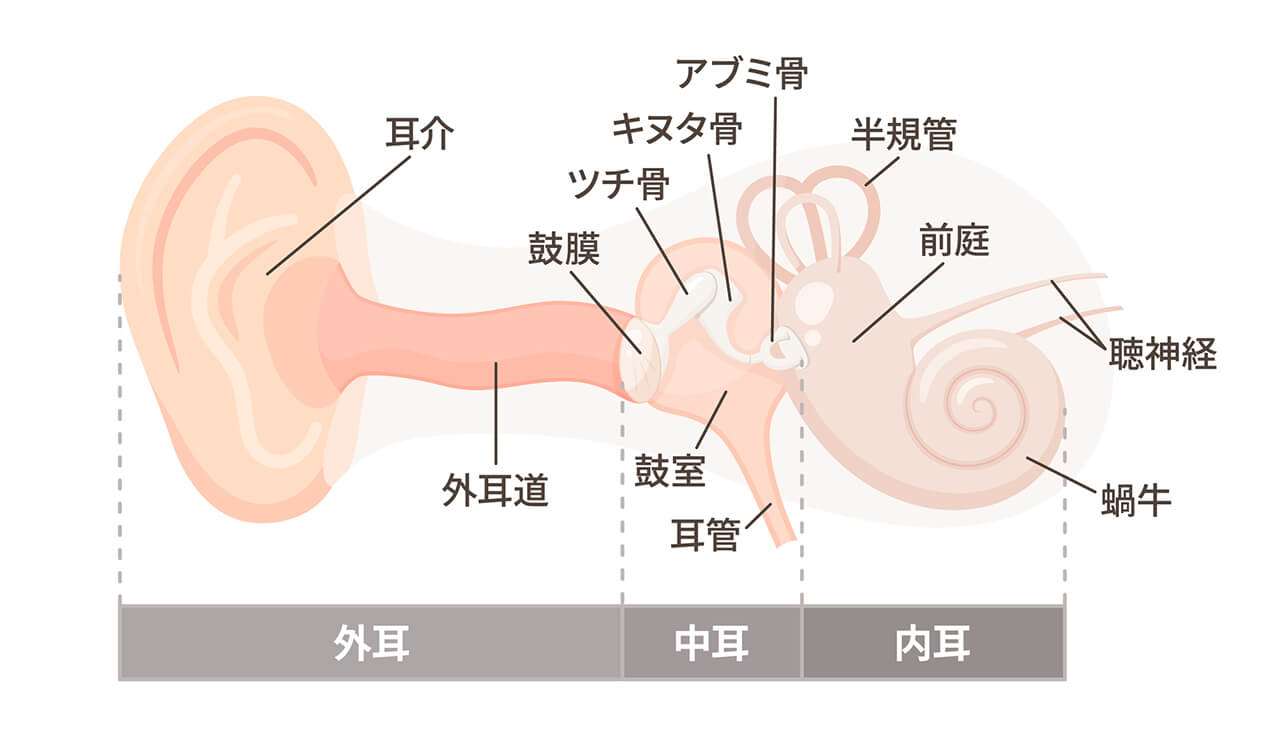耳の機能と解剖