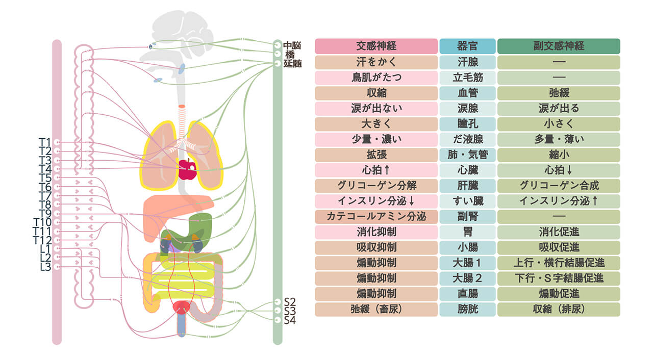 自律神経